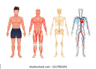 Human Body Anatomy Man. Visual Scheme Circulatory System, Blood Vessel System With Arteries And Veins, Skeleton, Muscle System Cartoon Vector. Body Structures In Full Growth.
