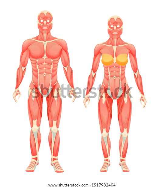 人体解剖の男と女 女性と男性の筋肉集団 筋肉と靱帯を持つ筋肉系のタイプの漫画のベクターイラスト のベクター画像素材 ロイヤリティフリー