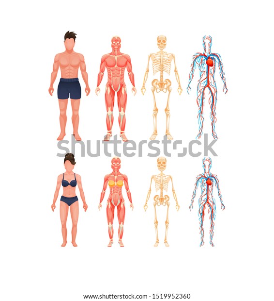 人体解剖の男と女 体の構造が完全に成長している 視覚系循環系 動脈と静脈を持つ血管系 骨格 筋系カートーンベクター画像 のベクター画像素材 ロイヤリティフリー