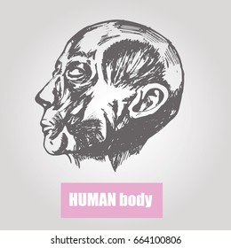 Human body anatomy. Medical illustration. Human head without skin