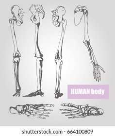 Human body anatomy. Medical illustration. Human bones
