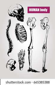 Human body anatomy. Medical illustration. Human bones