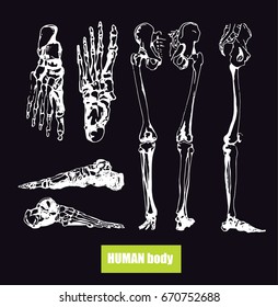 Human body anatomy. Medical illustration. Human bones