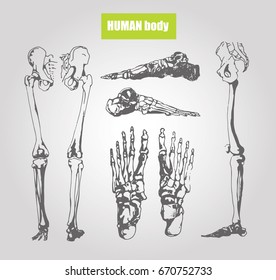 Human body anatomy. Medical illustration. Human bones