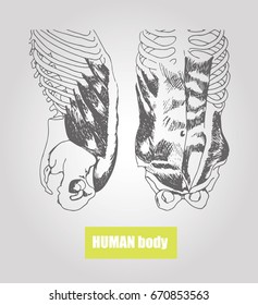 Human body anatomy. Medical illustration. Human bones. Muscle anatomy