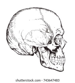 Human body anatomy. Medical illustration. Human bones. Scull