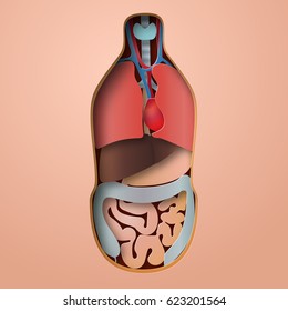 Human body anatomy, medical organs system paper craft style vector illustration