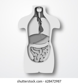 Human body anatomy, medical organs system paper craft style vector illustration