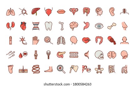 human body anatomy organs health liver eye brain mouth bone skull icons collection line and fill vector illustration