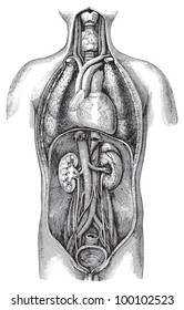 臓器を持つ人体解剖図 Meyers Konversions Lexikon 17年のビンテージイラスト のベクター画像素材 ロイヤリティフリー Shutterstock