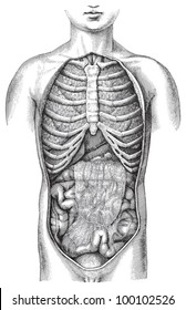 Human body anatomy with organs / vintage illustration from Meyers Konversations-Lexikon 1897