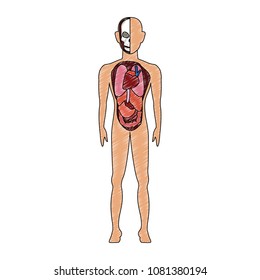 Human body anatomy scribble