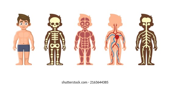 Anatomía corporal humana sobre fondo blanco. Ilustración del vector