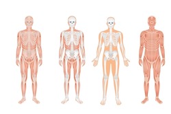Human body anatomy and skeletal system with nerve and spinal system with two person in whole body. Human body anatomy and Human skeletal system with Musculoskeletal system of human body and spine.