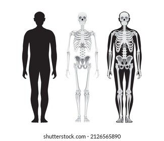 Human body anatomy, skeletal system, male person skull bones illustration. Isolated on white