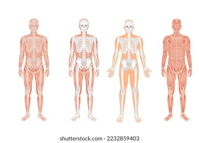 Human body anatomy and skeletal system with nerve and spinal system with two person in whole body. Human body anatomy and Human skeletal system with Musculoskeletal system of human body and spine.