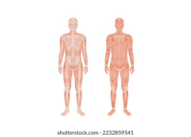 Human body anatomy and skeletal system with nerve and spinal system in whole body. Human body anatomy and Human skeletal system with Musculoskeletal system of four human body nerve and spine.