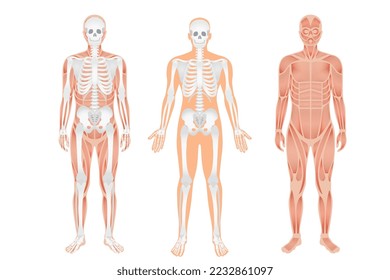 Human body anatomy   skeletal system and nerve   spinal system in whole body  Human body anatomy   Human skeletal system and Musculoskeletal system four human body nerve   spine 