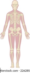 Human Body Anatomy - Skeleton