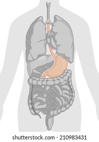 Human Body Anatomy - Stomach