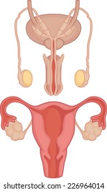 Human Body Anatomy - Testicles & Uterus