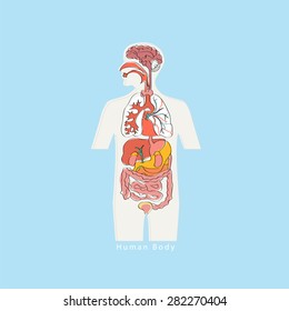 Human Body Anatomy vector