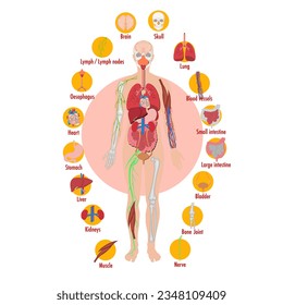 Human body anatomy. Anatomy of the human body. Vector illustration