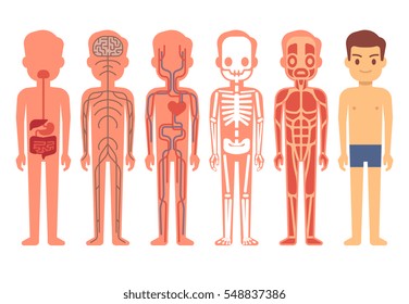 Human body anatomy vector illustration. Male skeleton, muscular, circulatory, nervous and digestive systems.