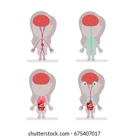 Human body anatomy vector illustration