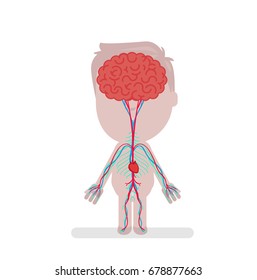 Human body anatomy vector illustration