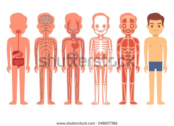 Human body anatomy vector illustration. Male skeleton, muscular, circulatory, nervous and digestive systems.