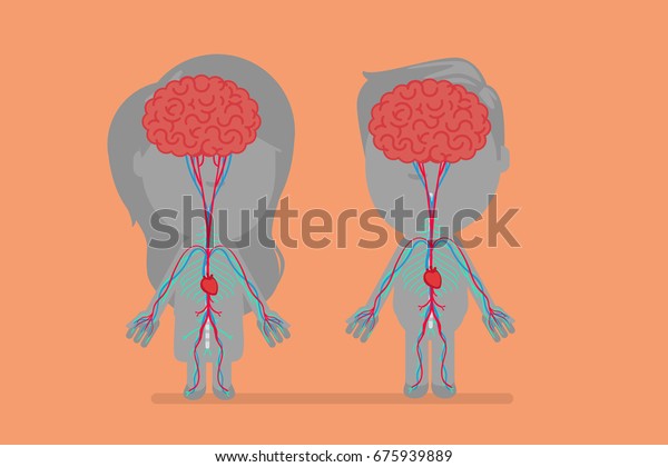 Human Body Anatomy Vector Illustration Stock Vector Royalty Free Shutterstock