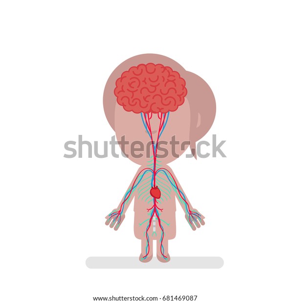 Human Body Anatomy Vector Illustration Stock Vector Royalty Free Shutterstock