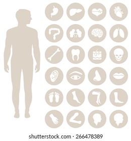 human body anatomy, vector medical organs icon, 