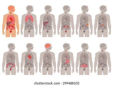 human body anatomy, vector medical organs system, 