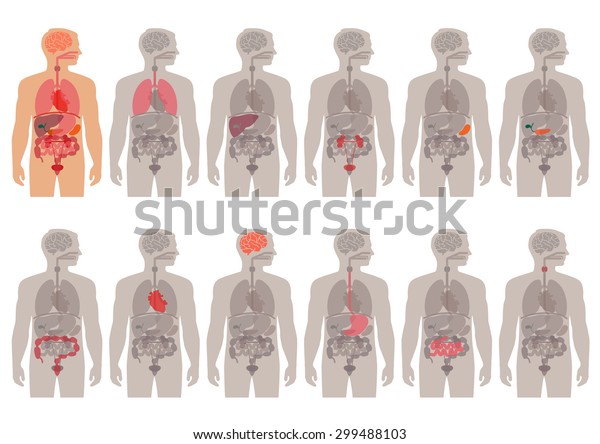 Human Body Anatomy Vector Medical Organs Stock Vector (Royalty Free