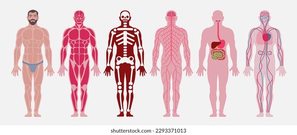 Human body anatomy vector poster. A set of: man body, muscular, skeletal, nervous, cardiovascular, digestive systems of a human.