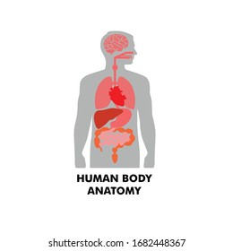 Human body anatomy, vector. Simple human anatomy for medical or study