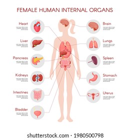 Human body anatomy, vector woman internal organ poster. Medical infographic illustration. Liver, stomach, heart, brain, female reproductive system, bladder, kidney, thyroid. Isolated white background