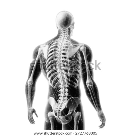 Human body anatomy with visible skeleton and spine in halftone style. Monochrome medical illustration isolated on white background, ideal for healthcare, science, education, and anatomy concept design.
