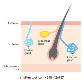 human body of apocrine, eccrine and sebaceous gland illustration. Isolated on white background