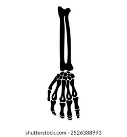 Human body, human bone illustration. Arm bone, skeleton