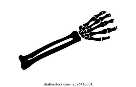 Human body, human bone illustration. Arm bone, skeleton