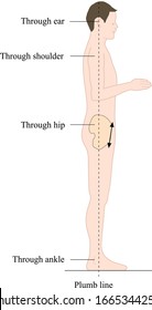 Huesos humanos y anatomía.