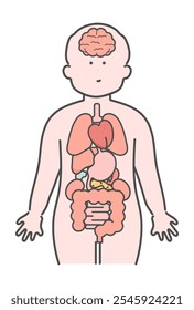 Human body (brain, organs, internal organs) illustration