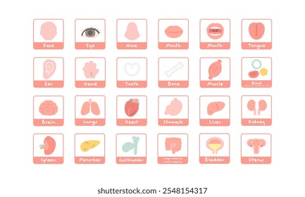Human body brain organs internal organs body parts illustration set