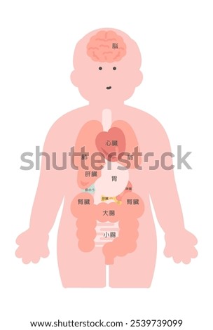 Human body (brain, organs, internal organs) illustration translation: Brain, heart, lungs, stomach, kidney, pancreas, spleen, liver, gallbladder, large intestine, small intestine