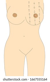 Imagen del cuerpo humano y de la mama