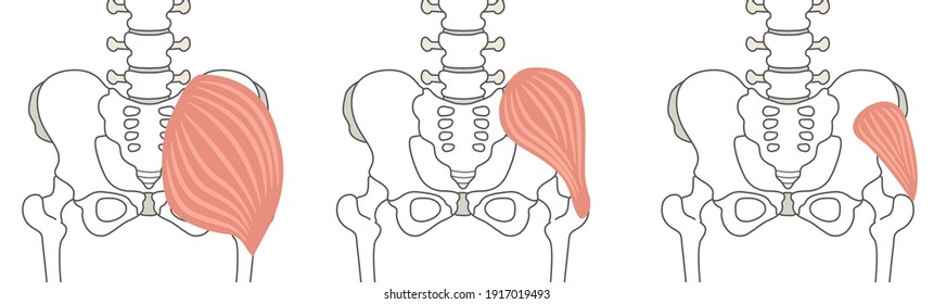 Human body
buttock muscle structure