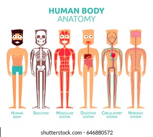 Human Body Cartoon Stylized Anatomy Vector Infographic Illustration. Male Skeleton, Muscular, Circulatory, Nervous And Digestive Systems.